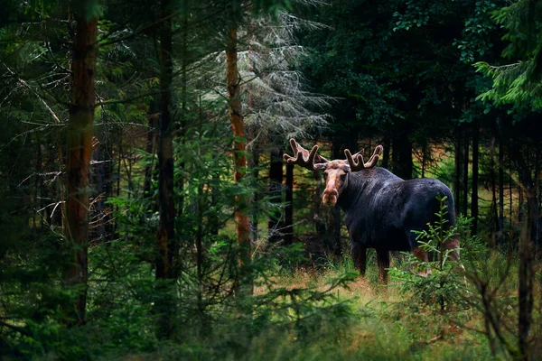 Grand Orignal Mâle Alces Alces Dans Forêt Profonde Suède Gros — Photo