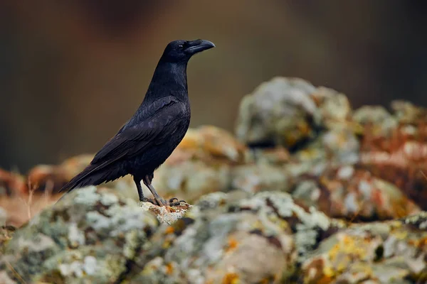 Kuzgun Corvus Corax Kuzey Kuzgunu Olarak Bilinir Kuzgun Corvus Cinsinin — Stok fotoğraf