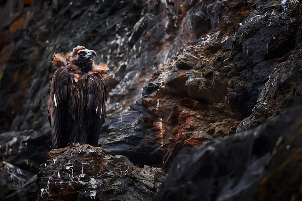 Abutre Cinereoso Aegypius Monachus Também Conhecido Como Abutre Preto Monge — Fotografia de Stock