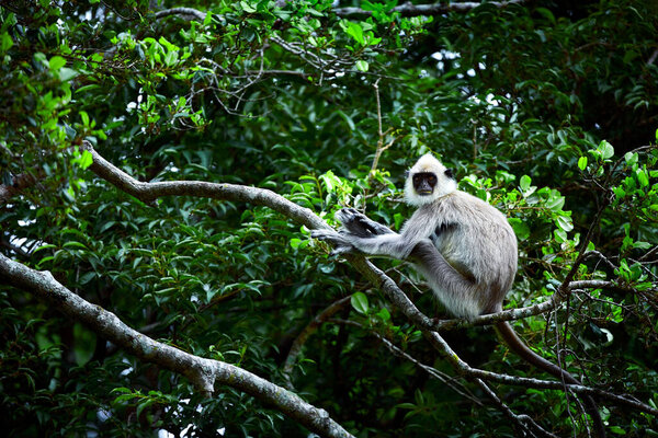 Wild monkey in Udawalawe National Park. Gray langurs, sacred langurs, Indian langurs or Hanuman langurs are a group of Old World monkeys native to the Indian subcontinent, monkey sitting on tree, Sri Lanka