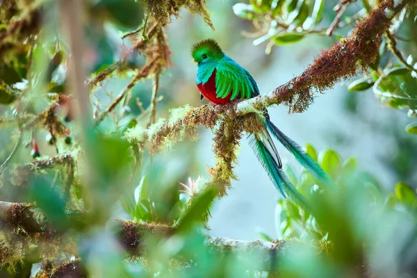 Centralamerikas Vackraste Fågel Prakt Quetzal Pharomachrus Mocinno Sitting Grenar Täckta — Stockfoto