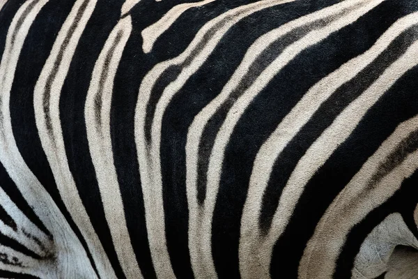 Echtes Leder Chapmans Zebra Equus Quagga Chapmani Schwarze Und Weiße — Stockfoto