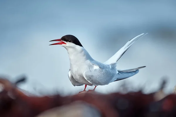 Elegante Tern Ártico Sterna Paradisaea Sentado Costa Fiorde Varanger Pássaro — Fotografia de Stock