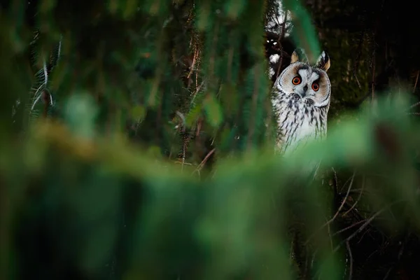 长耳朵猫头鹰 Asio Otus 坐在一棵树上 捷克共和国云杉上的鸟类越冬地带 自然环境中的野生动物 — 图库照片
