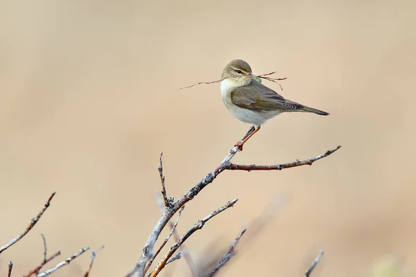 Weidenrohrsänger Phylloscopus Trochilus Vogel Beim Nestbau Auf Der Halbinsel Varanger — Stockfoto