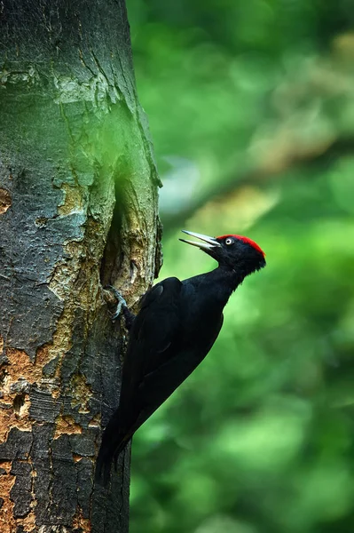 Kara Ağaçkakan Dryocopus Martius Yuva Deliğinde Yeşil Ormandaki Kara Ağaçkakan — Stok fotoğraf