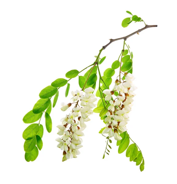 Robinia Pseudoacacia Commonly Known Its Native Territory Black Locust Branch — Stock Photo, Image