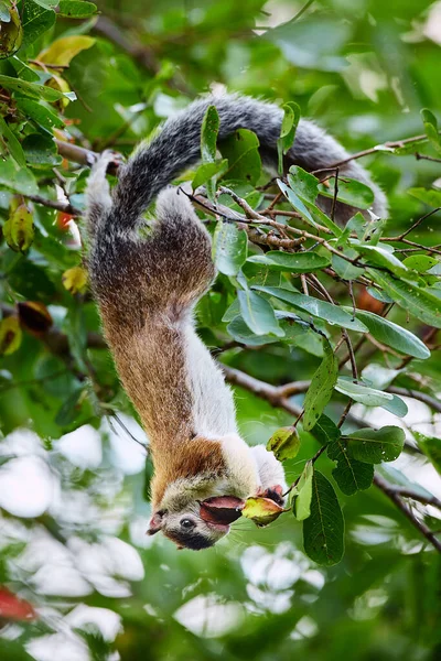 Una Ardilla Grande Sri Lanka Colgaba Árbol Alimentaba Ardilla Gigante Imágenes de stock libres de derechos