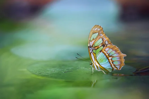 Mariposa Malaquita Siproeta Stelenes Hoja Verde Hermosa Mariposa Colorida Costa Fotos de stock libres de derechos