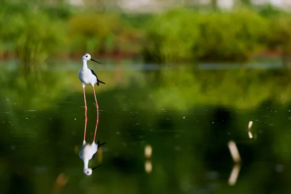 Hermosa Toma Stilt Alas Negras Himanthopus Himantophus Pájaro Con Largas Imagen de stock