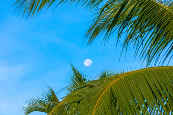 Luna lejana mostrando a través de hojas de palma de coco — Foto de Stock