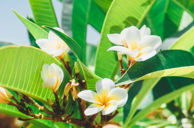 Çiçek ve yaprakları beyaz frangipani. Plumeria rubra.