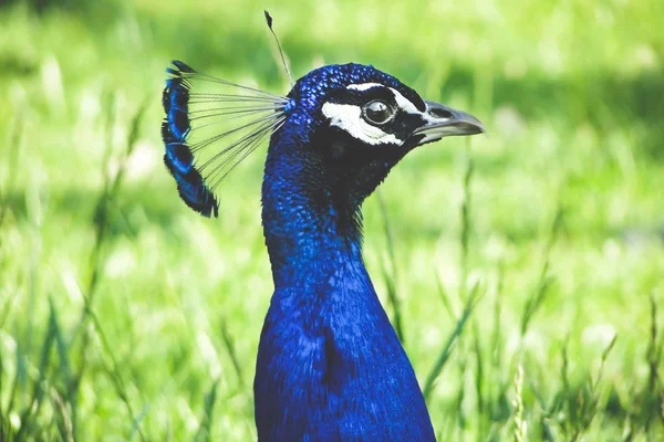 Portrait of blue male peacock with head and neck