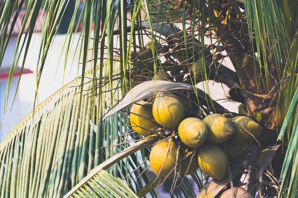 Manojo de cocos verdes frescos en la palma — Foto de Stock