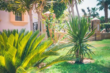 Evin yakınındaki güney avluda avuç içi ile Bahçe