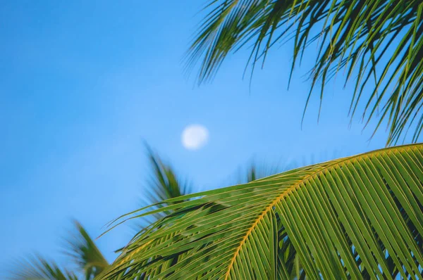 Luna borrosa lejana mostrando a través de hojas de palma de coco — Foto de Stock