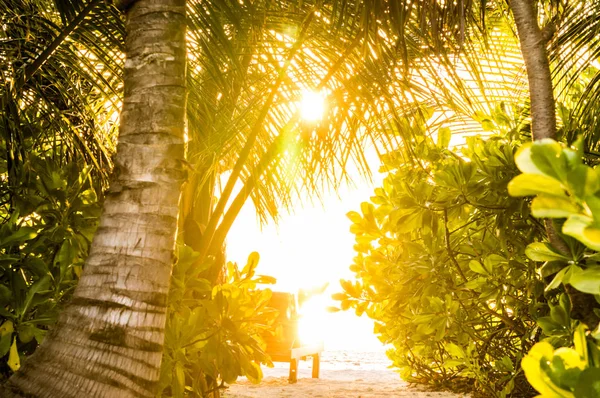 Puesta de sol en el océano vista a través del follaje de vegetación tropical — Foto de Stock