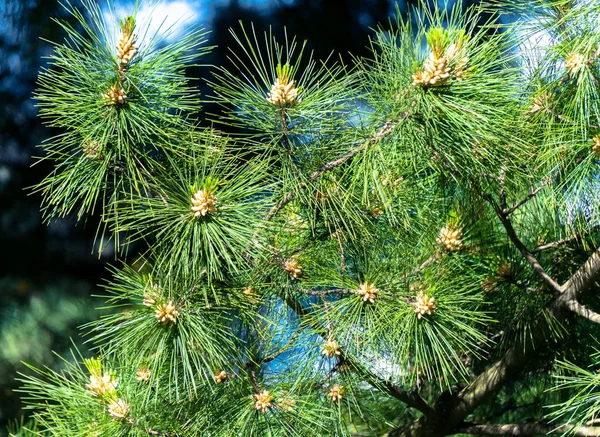 Pine tree branch with buds or sprouts — Stock Photo, Image