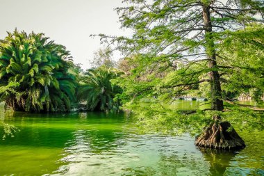 Güzel yeşilimsi su ve ciutadella Park gölet büyüyen ağaçlar, Barselona, İspanya