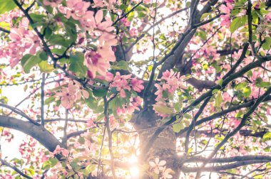 İlkbaharda açan elma ağacı Dalların arasından parlayan güneş