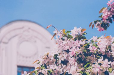 Baharda çiçek açan pembe elma ağacı yanında bina ve mavi gökyüzü.