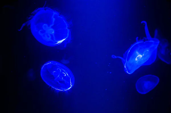 Mystérieuses méduses flottant en eau bleu profond — Photo