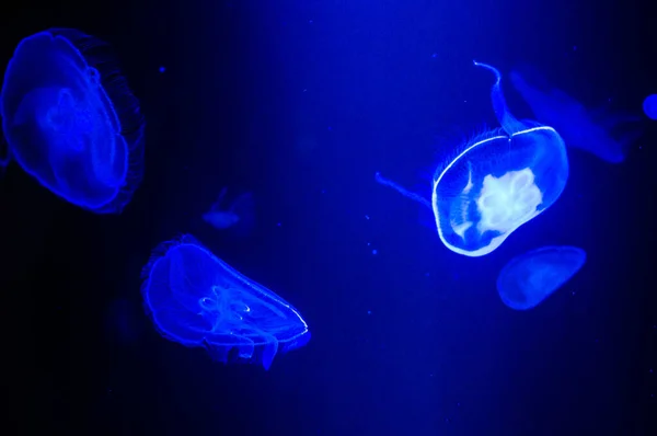 Таинственные медузы, плавающие в глубокой синей воде — стоковое фото