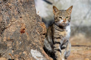 Gri ve beyaz kürk tree yakınındaki kedi ayarı ve kamera arıyorum