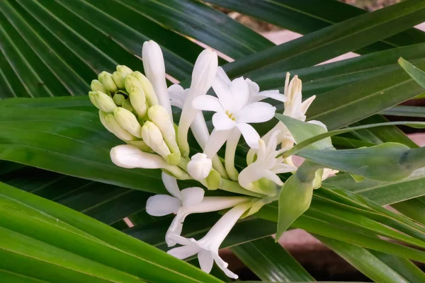 Çapraz yeşil ile kaplı beyaz tuberose çiçek dalları ve tomurcukları, yapraklar arka plan.