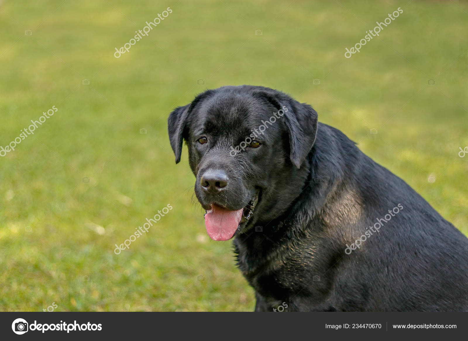 lebra black puppy