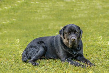Lebra siyah köpek ayarı relex çim, yeşil zemin üzerine