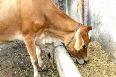 Saman ahır, iple bağlı yeme Domastic jersey inek