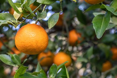Portakal ağacı, arka planını, yemek için hazır üzerinde büyüyen yapraklar ve dallar