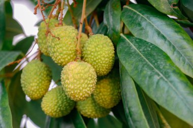 Ham lychees grup ile yapraklar ve dallar olgunlaşma için hazır.