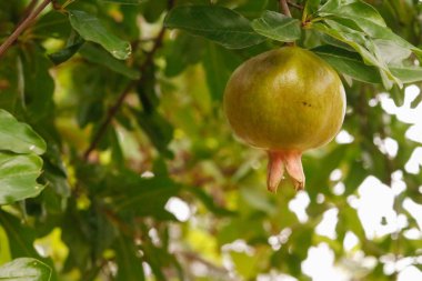 Ham nar ile yapraklar ve hazır olgunlaşma için şube.