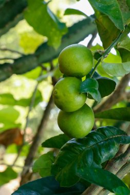 Hill limon meyve, ağaç üzerinde büyüyen arka plan dalları ve yaprakları ile kaplı