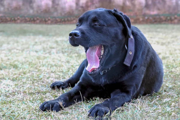 Anjing Hitam Labrador Kesepian Pengaturan Rumput Menguap Menunjukkan Merasa Mengantuk — Stok Foto