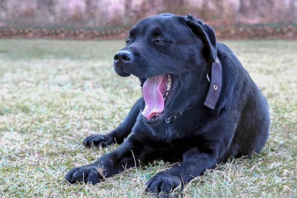 Svart Labrador Hund Ensam Inställningen Gräs Gäspningar Visar Sömnig — Stockfoto