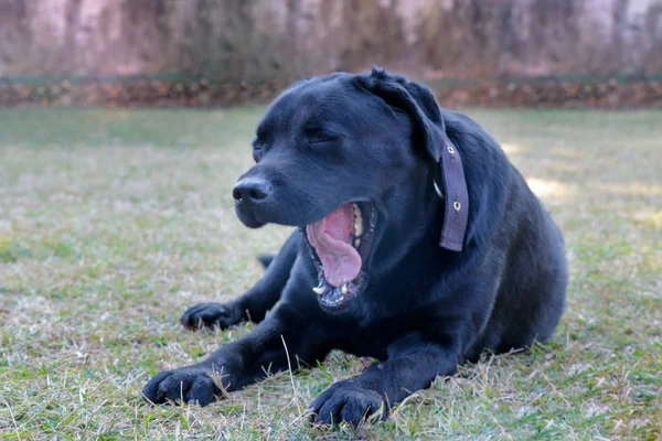 Černý Labrador Pes Osamělý Nastavení Trávě Zíval Zobrazen Cítit Ospalý — Stock fotografie