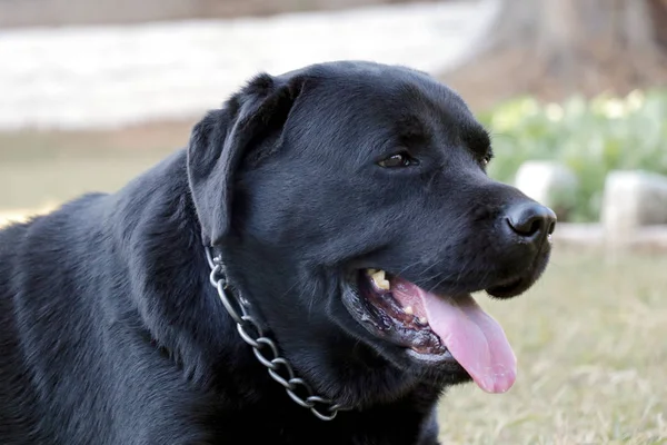 Siyah Labrador Köpek Çim Ayarında Önünde Bir Şey Arıyorsunuz — Stok fotoğraf