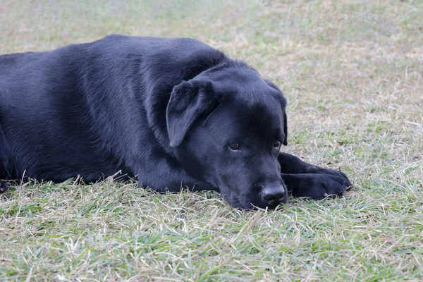 Üzgün labrador köpek üzüntü havada, bacaklar üzerinde kafa koyarak ve olumsuz ve thnking arıyorum.