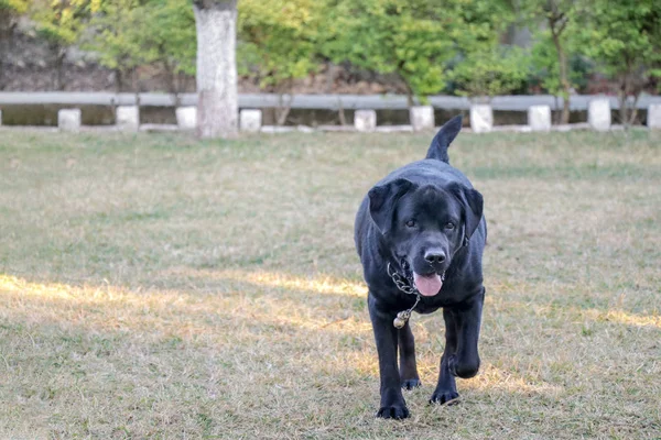 Black Labrador Cão Andando Chão Grama Verde Dia Ensolarado — Fotografia de Stock