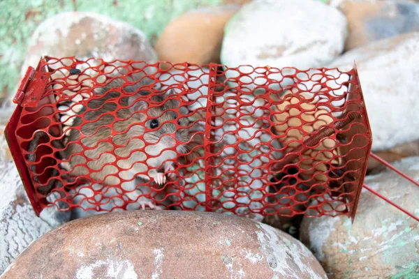 Mouse Rat Trapped Red Cage — Stock Photo, Image