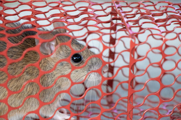 мышь или крыса, запертая в красной клетке
