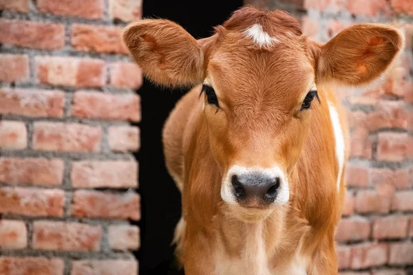İnek buzağı ayakta ahır ve kameraya bakıyor