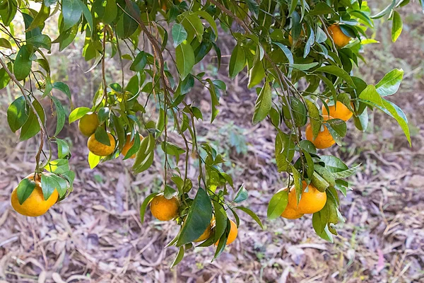 Jeruk Tumbuh Pohon Siap Untuk Makan Dengan Latar Belakang Daun — Stok Foto