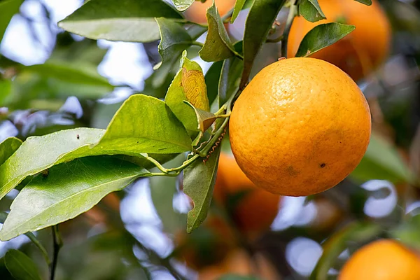 Naranja Creciendo Árbol Listo Para Comer Con Fondo Hojas Ramas — Foto de Stock