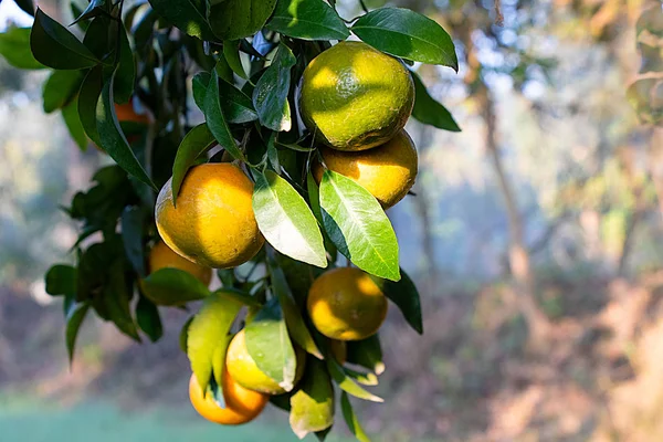 Naranja Creciendo Árbol Listo Para Comer Con Fondo Hojas Ramas — Foto de Stock