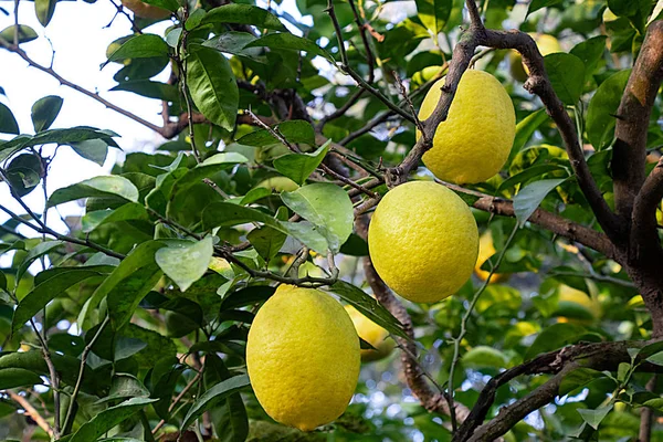 Cerro Limones Fruto Que Crece Árbol Fondo Cubierto Ramas Hojas — Foto de Stock