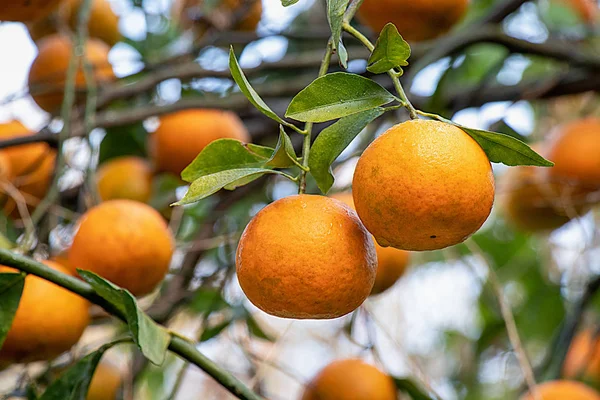 Naranja Creciendo Árbol Listo Para Comer Con Fondo Hojas Ramas — Foto de Stock